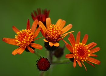 Orangerotes Aschkraut (Tephroseris aurantiaca) - © Emanuel Trummer